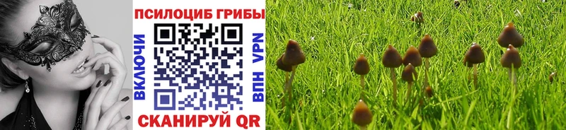 купить закладку Озёрск Псилоцибиновые грибы мицелий